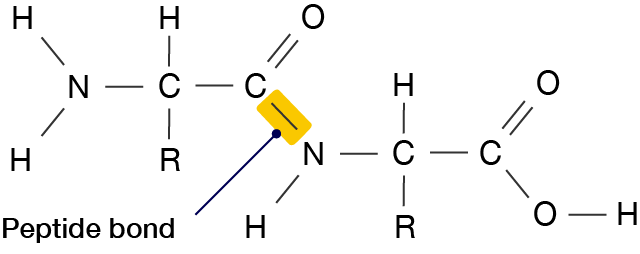 Peptide formed from two amino acids, with a peptide bond connecting them.